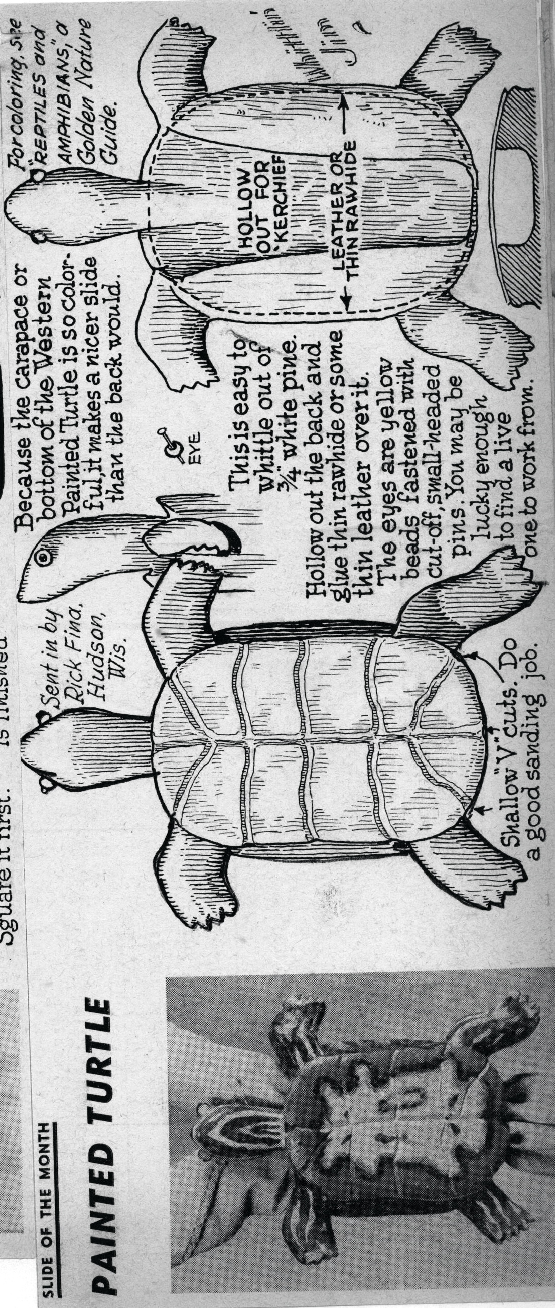 WJ-Painted-Turtle