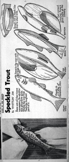 WJ-Speckled-Trout