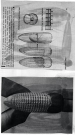 WJ-Cob-of-Corn