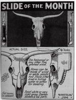 WJ-Longhorn-Skull
