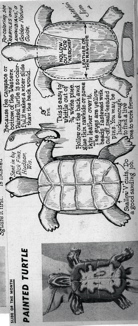 WJ-Painted-Turtle